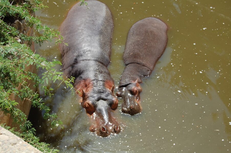 Barcelona Zoo